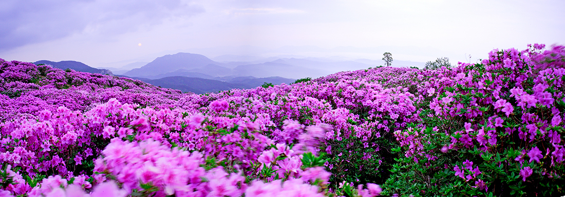 황매산3.jpg