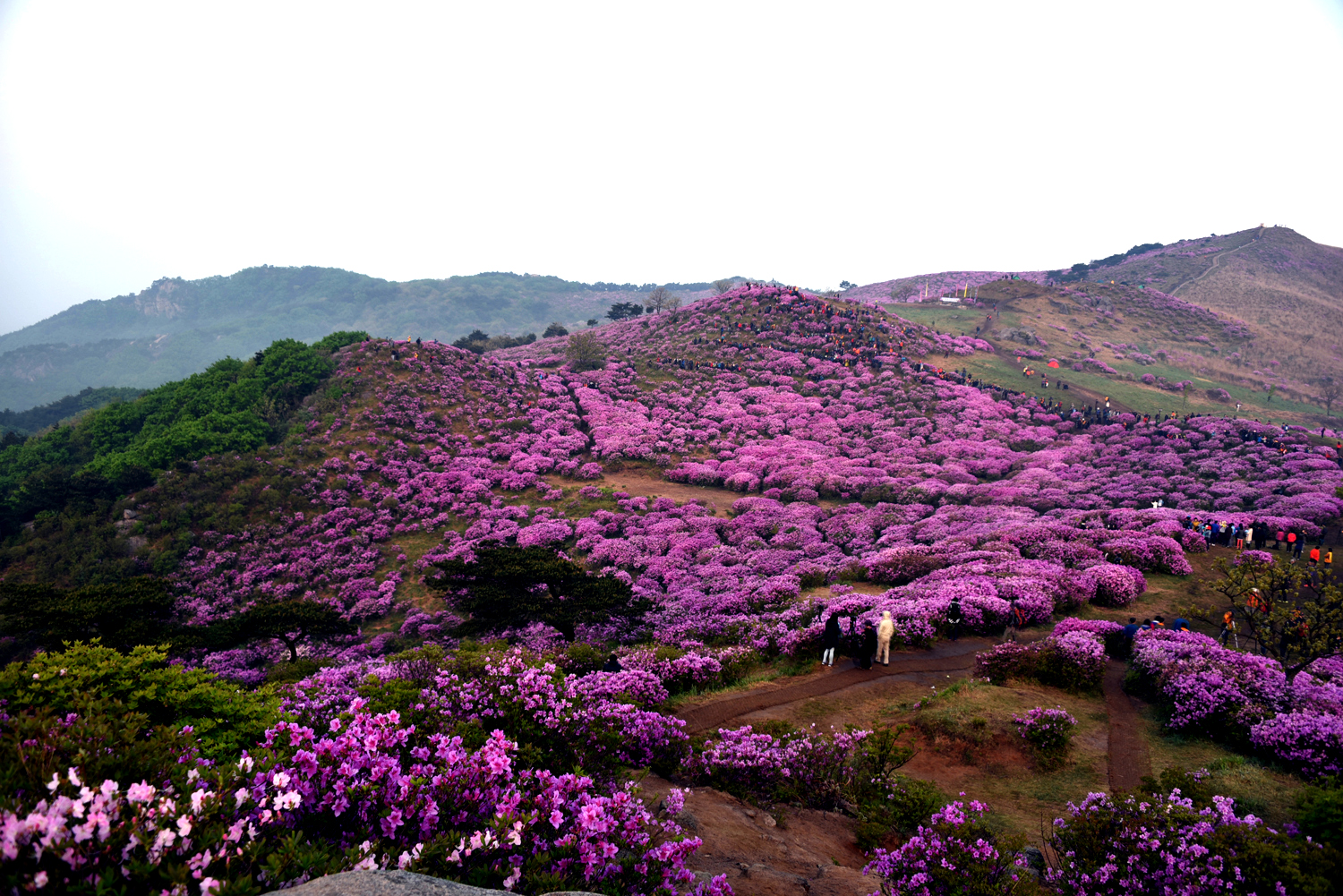 DSC_2177~h~15.jpg
