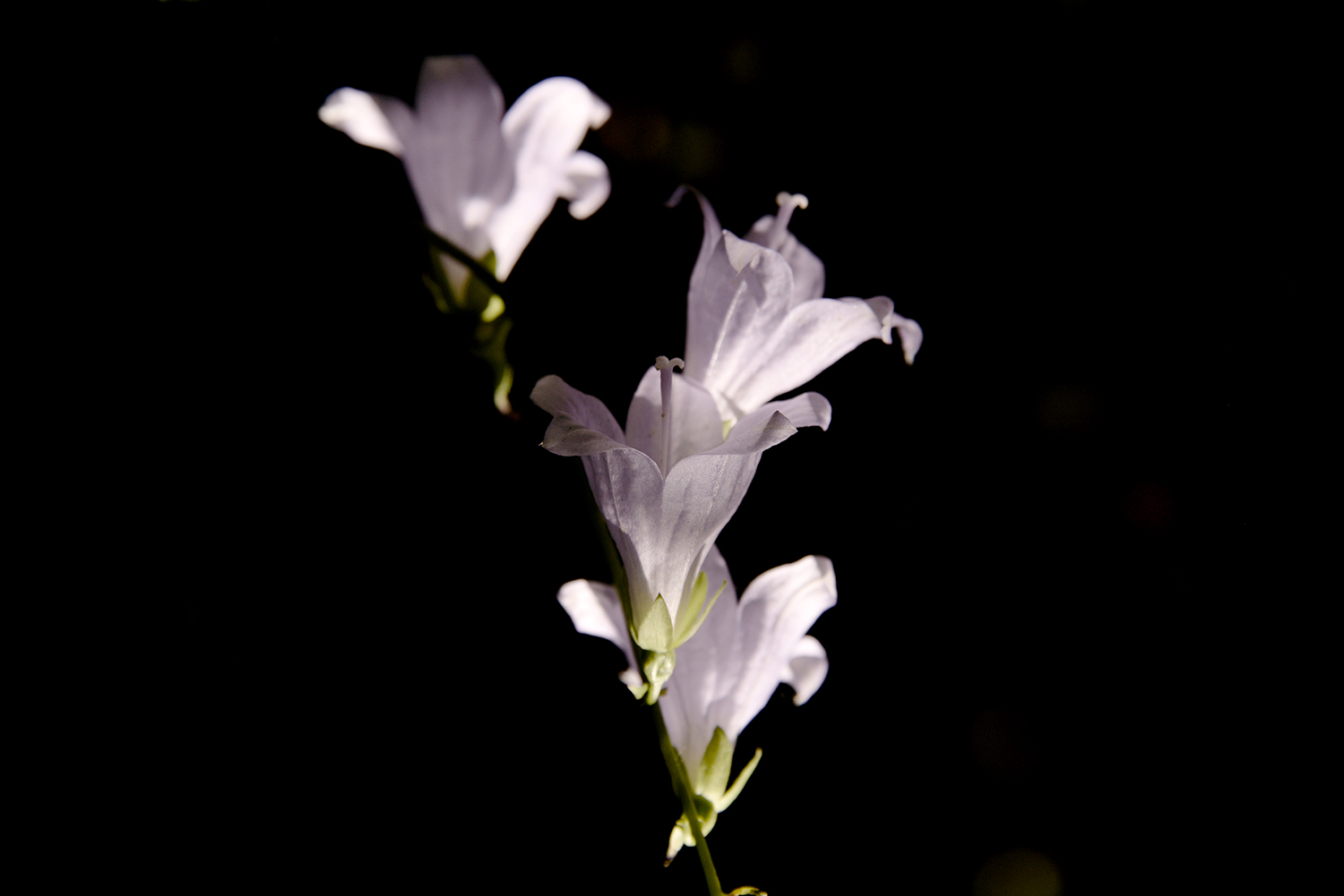 _DSC4384~15.jpg